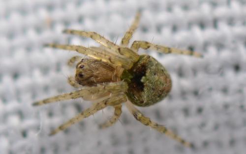 Réf. 348 477 : Gibbaranea gibbosa